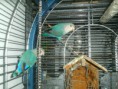 /album/fotogalerij/dwergpapegaaien-009-jpg/